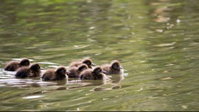 Terapi Kwek-Kwek, Kala Pijat Bebek di Vietnam Bikin Turis Tertawa Geli