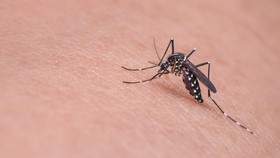 Membasmi Nyamuk Malaria dengan Teknologi Nuklir