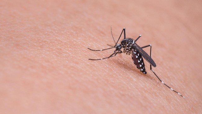 Australia mendeteksi jenis virus yang bisa mematikan pada jenis nyamuk tertentu.