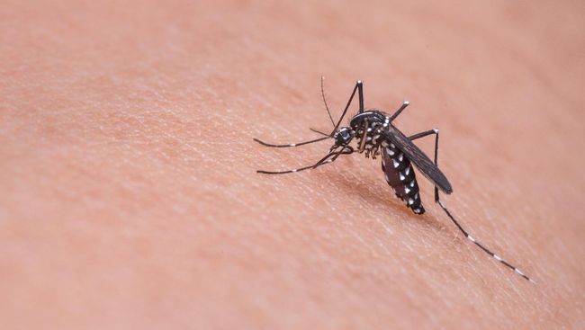 Nyamuk adalah hewan paling mematikan di seluruh dunia. Hal ini diungkapkan Bill Gates saat mosquito week sekaligus untuk peringatan Hari Nyamuk Sedunia. 