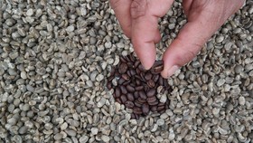 Dewan Kopi Indonesia: El Nino Bisa Perburuk Produksi Kopi Sumut