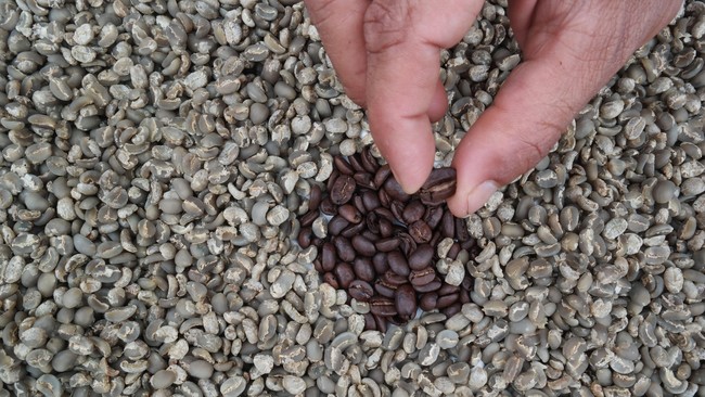 Ketua Dewan Kopi Indonesia perwakilan Sumut mengatakan stok biji kopi di provinsi itu sedang sangat kurang karena gagal panen, salah satunya akibat iklim.