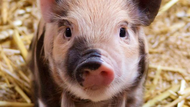 Virus kolera babi atau hog cholera tengah mewabah di Sumatra Utara. Apa itu hog cholera?