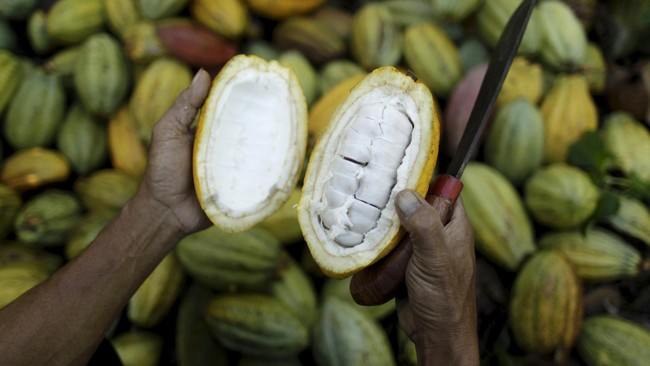 Ribuan tahun yang lalu, manusia menemukan bahwa biji di dalam polong hijau pohon kakao bisa dibuat menjadi makanan. Bagaimana cara membuatnya?