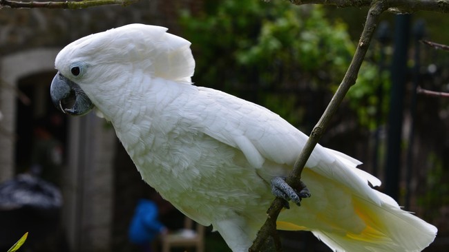 Selain Kakatua Jambul Kuning, Kakatua Putih dari Halmahera juga terancam populasinya. Burung ini bisa dibanderol Rp 10-20 Juta per ekor di Jawa.