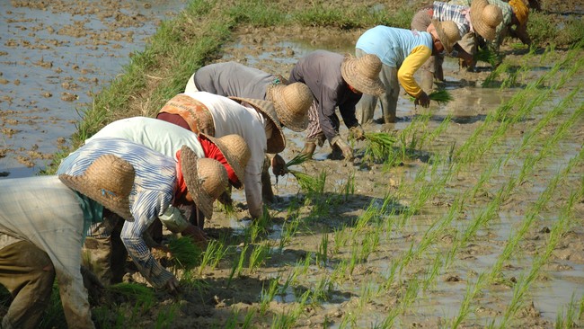 Menteri Pertanian Amran Sulaiman menargetkan Indonesia kembali swasembada beras dalam tiga tahun ke depan atau 2026.