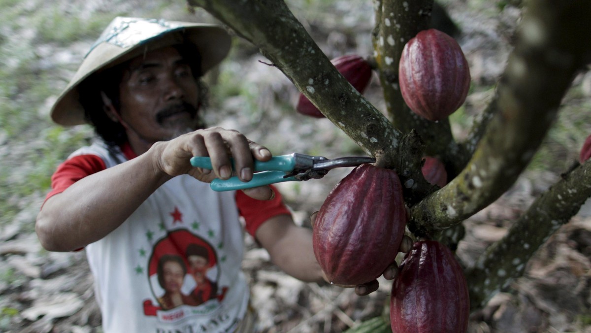 Panen Kakao dan Senyum Getir Petani Hadapi Tekanan Harga