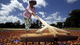 Panen Kakao dan Senyum Getir Petani Hadapi Tekanan Harga
