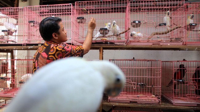 Hingga kini Kementerian Kehutanan dan Lingkungan Hidup telah menerima pengembalian 40 Kakatua Jambul Kuning dari maryarakat Jakarta dan sekitarnya.