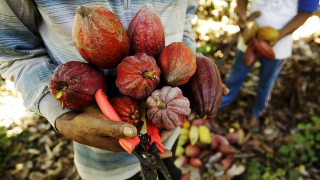 Setelah Kampung Tenun Ikat, pemerintah NTT bakal bangun Kampung Cokelat. Selain untuk objek wisata, kampung ini juga untuk kesejahteraan masyarakatnya.