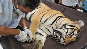 Harimau Benggala Mati Lagi di Medan Zoo, Kondisi Kandang Dinilai Buruk