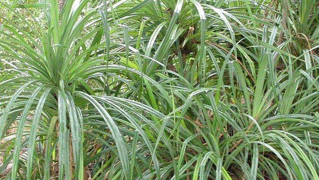 Sebuah studi terbaru menunjukkan bahwa tanaman langka sejenis pandan di Liberia hanya tumbuh di permukaan yang berpotensi mengandung berlian di dalamnya.