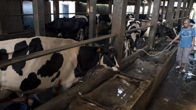 Melalui wisata edukasi sapi perah, diharapkan bisa meningkatkan serapan produksi susu dan berujung pada menambah pendapatan para peternak.