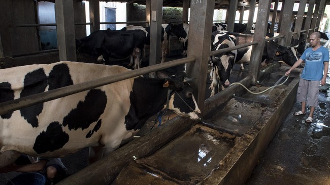 Selama ini limbah peternakan sapi hanya dibuang begitu saja. Padahal, jika diubah jadi sesuatu yang bermanfaat, bisa jadi peluang usaha bagi petani.