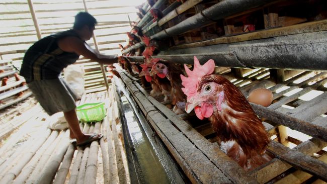 Brasil Berhasil Ternak Ayam Raksasa, Bisa Capai 1,2 Meter