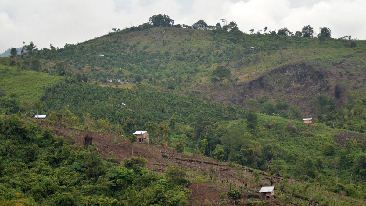 Studi Ungkap 6.000 Orang di Indonesia Mati Akibat Deforestasi