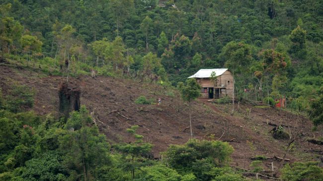 Dosen Fakultas Kehutanan UGM menyebut deforestasi berkontribusi cukup besar dalam setiap bencana banjir dan longsor, meski terdapat faktor alam.