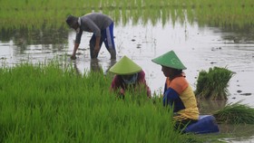 Kementan Klaim 99 Persen Bibit Padi Gunakan Produk Lokal