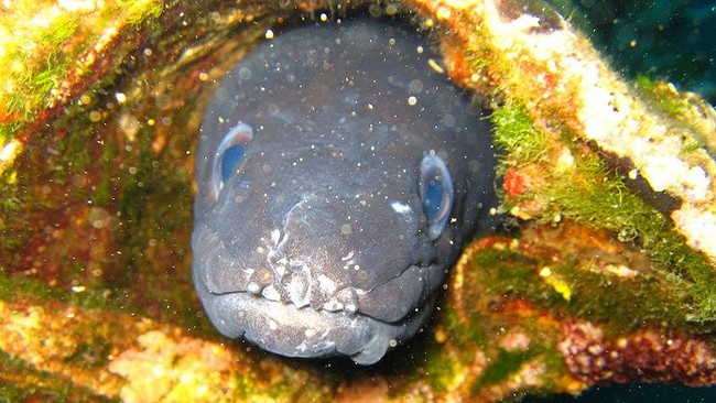 Belut raksasa ditemukan di pesisir pantai kota Plymouth, Devon, Inggris. Ia terperangkap dalam sebuah jaring pukat nelayan yang sedang mencari ikan.