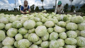 Studi Eropa: Sayur Kol Diklaim Turunkan Angka Kematian Corona