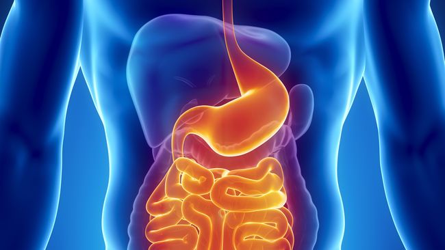 Rahasia mencapai berat badan ideal dan umur panjang adalah mendorong proliferasi bakteri baik. Bagaimana caranya?