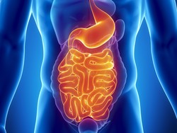 4 Organ Penting Sistem Ekskresi Manusia dan Gangguan yang Bisa Dialami