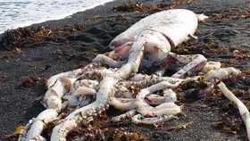 Bangkai Cumi-cumi Raksasa Kejutkan Turis di Pantai Selandia Baru