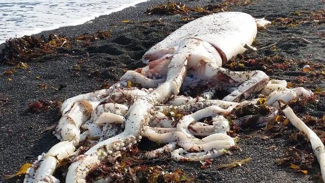 Seekor cumi-cumi raksasa ditemukan mati di Selandia Baru. Panjang tentakelnya saja 5 meter. Kematiannya masih jadi misteri.