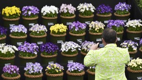 Melihat Berbagai Bunga Cantik di Pameran Bunga Terkenal Dunia