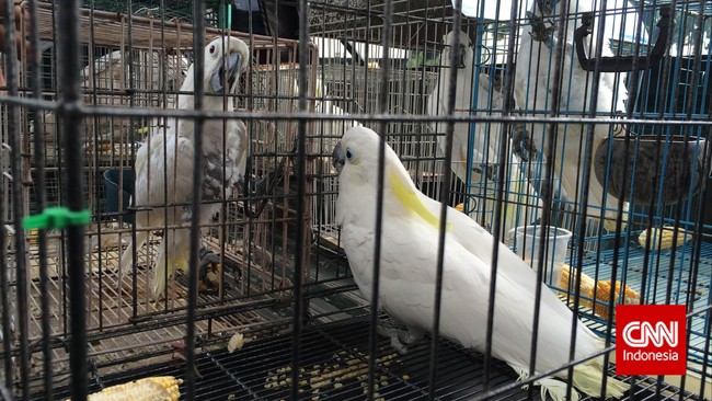 Istri Presiden Indonesia keempat Abdurrahman Wahid, Sinta Nuriah menyerahkan burung kakatua peliharaannya kepada Kementerian Lingkungan Hidup dan Kehutanan,