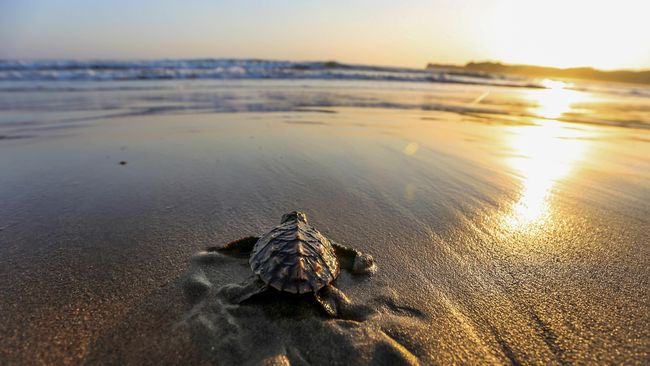 5 Cara Sederhana Bantu Menyelamatkan Lautan Hampir semua kehidupan di Bumi terhubung ke laut. Berikut tujuh cara sederhana untuk membantu menjaga dan menyelamatkan lautan.