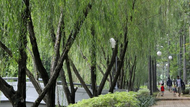 Sebuah studi di Toronto, Amerika Serikat, menunjukkan bahwa menanam sepuluh pohon tambahan di lingkungan sekitar dapat membawa keuntungan kesehatan.