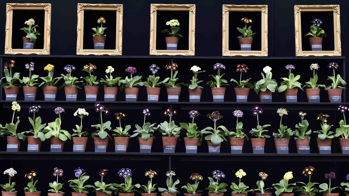Melihat Berbagai Bunga Cantik di Pameran Bunga Terkenal Dunia