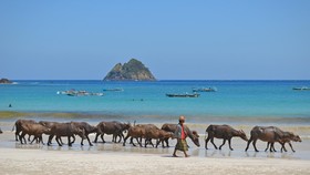 Pasar Pancingan Hadir Kembali dengan Edisi #LombokBangkit