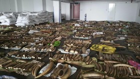 Singapura Larang Penjualan Domestik Gading Gajah Mulai 2021
