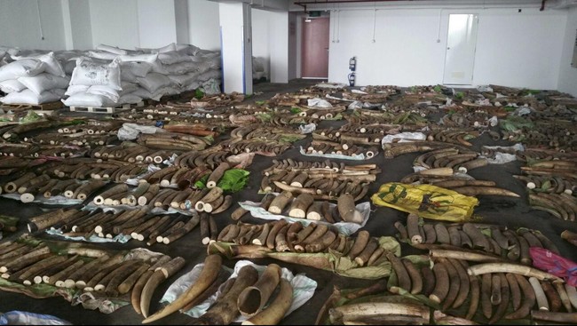 Larangan penjualan domestik gading gajah mulai diberlakukan secara efektif mulai 1 September 2021.