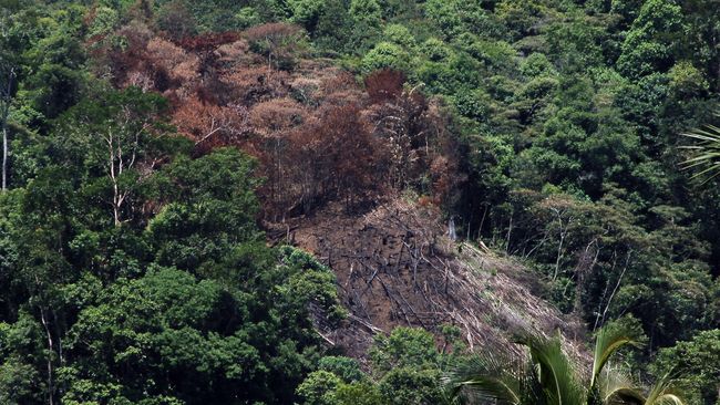 Komunitas Konservasi Indonesia (KKI) Warsi mengatakan tutupan hutan di Sumbar pada 2022 berkurang 27 ribu hektare imbas ilegal logging dan tambang ilegal.