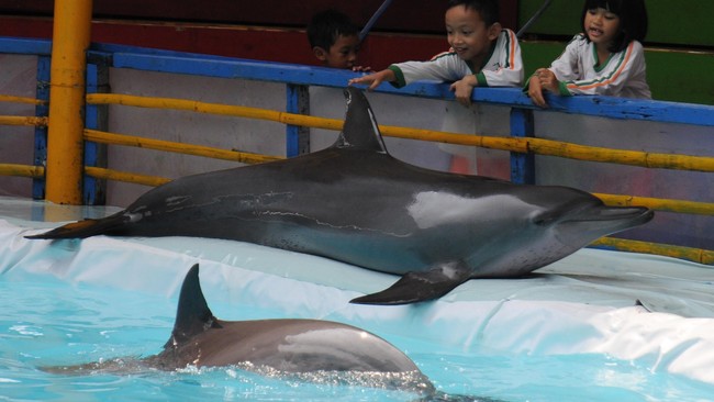 Kementerian Lingkungan Hidup menyatakan pertunjukan lumba-lumba hanya diperbolehkan di lembaga konservasi seperti kebun binatan, taman safari, dan taman satwa.