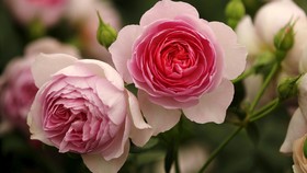 Mewarnai Mawar Putih jadi Rainbow Rose