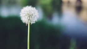7 Manfaat Teh Dandelion, Cegah Obesitas Hingga Diabetes