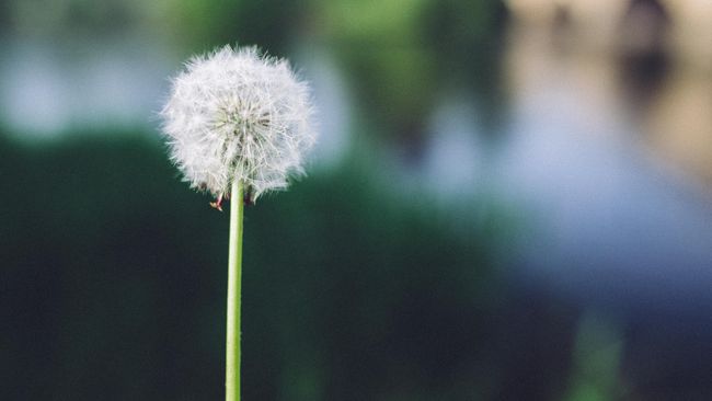 7 Manfaat Teh Dandelion Cegah Obesitas Hingga Diabetes