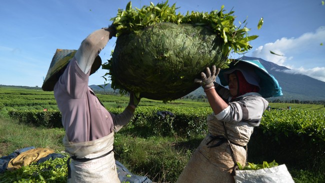 PTPN VIII menegaskan akan berupaya melakukan langkah penyelamatan aset-aset negara termasuk lahan berstatus HGU yang digunakan tanpa izin.