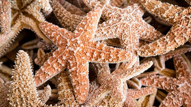Sifat bintang laut yang dapat mereproduksi dengan cara mengkloning diri menghasilkan jenis DNA khusus, yang membuatnya tidak bertambah usia.