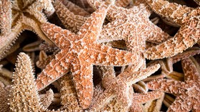img-title Sistem Pernapasan pada Hewan Vertebrata dan Invertebrata