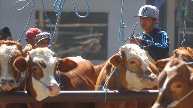 Australia berterima kasih kepada Indonesia yang resmi kembali membuka kran impor sapi ke Tanah Air.