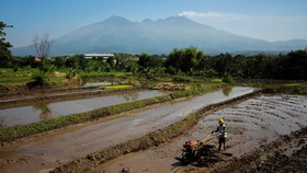 Areal Sawah Terus Menyusut, Kementan: Tunggu Saja Kehancuran