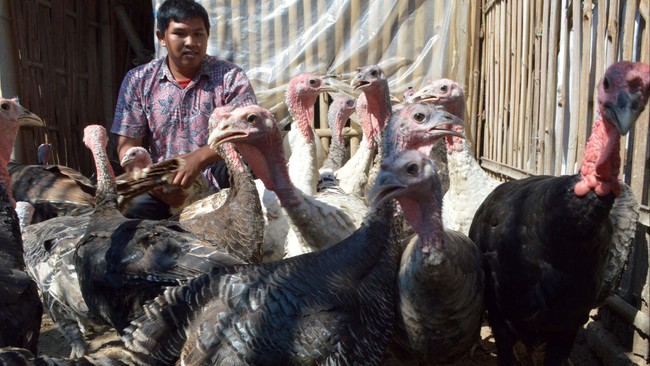Pemerintah Jerman memusnahkan 14 ribu ekor ayam kalkun akibat merebaknya wabah flu burung.