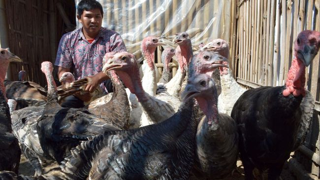 Pemerintah Jerman memusnahkan 14 ribu ekor ayam kalkun akibat merebaknya wabah flu burung.