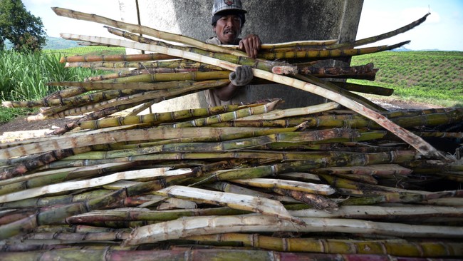 Gula pasir buatan BUMN bisa mencapai 1,6 juta ton tahun ini atau meningkat hampir 10 persen dari realisasi produksi tahun lalu, 1,455 juta ton.