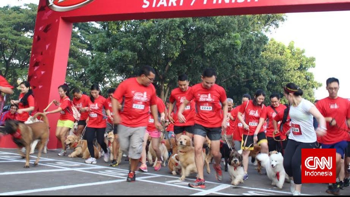 Menonton Aksi Anjing-anjing Lucu dan Menggemaskan